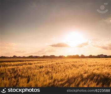 Wheat field over sky with sundown. Nature landscape. Wheat field on sunset