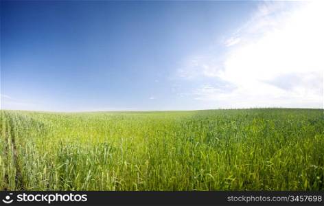 wheat field panorama, summer sunny day, rural area