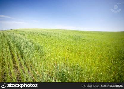 wheat field, summer sunny day, rural area