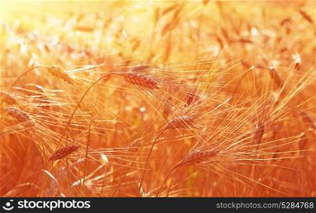 Wheat field sunny landscape, closeup on rye with selective focus, beautiful autumn season, warm dreamy sunset light over wheat field