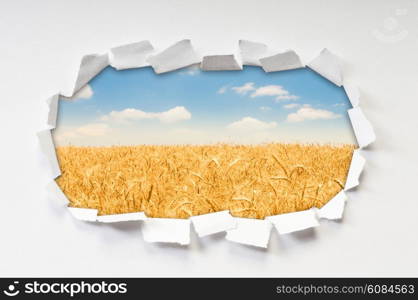 Wheat field through hole in paper