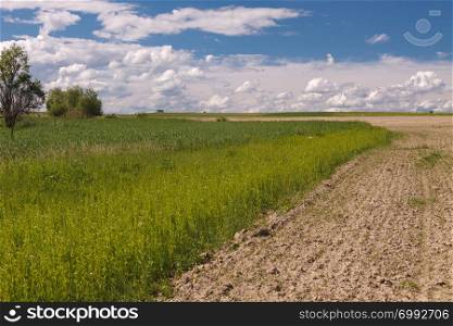 Wheat field under the blue sky