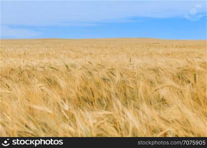 wheat field. wheat field on a background of blue sky