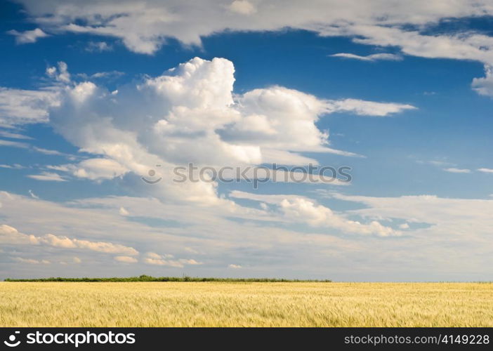 wheat field with blue sky over it. wheat field