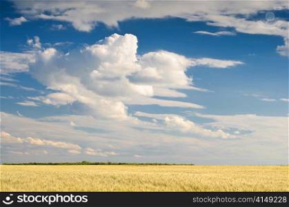 wheat field with blue sky over it. wheat field