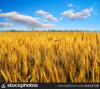 Wheat field with clouds on blue sky. Shallow deep of field