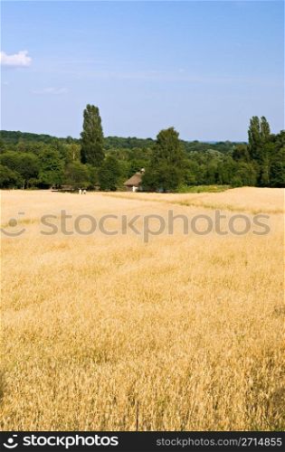 Wheat field with cloudy summer sky