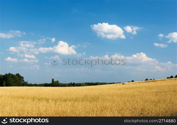 Wheat field with cloudy summer sky