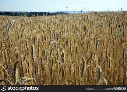 Wheat field with crop in Denmark