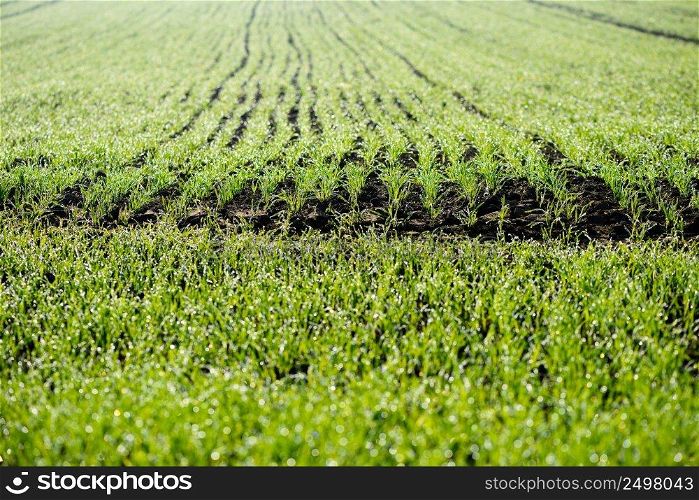 Wheat field with green young seedlings growing in autumn. 