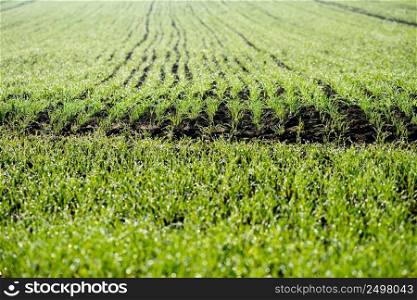Wheat field with green young seedlings growing in autumn. 