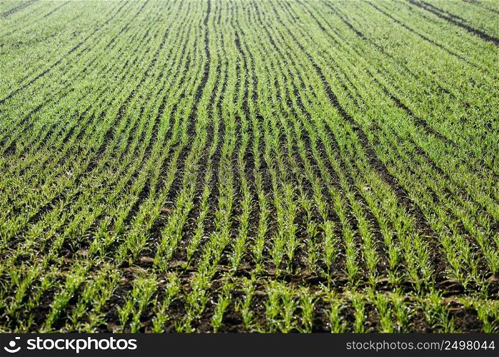 Wheat field with green young seedlings growing in autumn. Winter cereals agriculture.