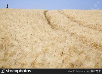 Wheat field with person in distance