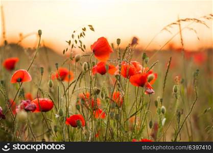 Wheat field with poppies and sundown landscape. Beautiful nature summer vista with wild flowers. Wheat field with poppies