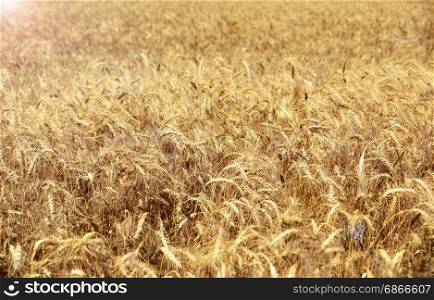 wheat field with ripe ears of wheat in the sunlight