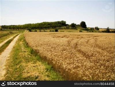 Wheat field with road on left side, horizontal image