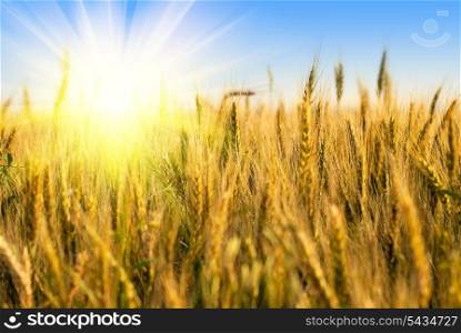 Wheat field with sunlight on blue sky. Shallow deep of field