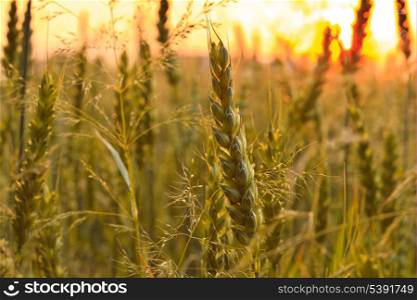 Wheat field with sunlight on sky. Shallow deep of field