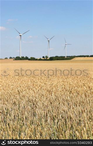 wheat field with wind turbines
