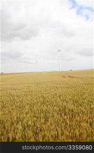 Wheat field with wind turbines in background
