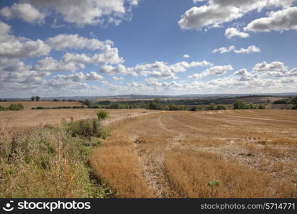 Wheat fields after harvest, English countryside, Gloucestershire, England.