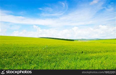Wheat fields and blue sky. Rural landscapes.
