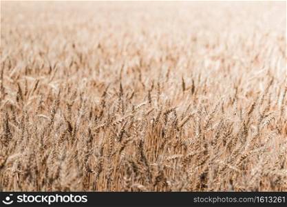 wheat fields background