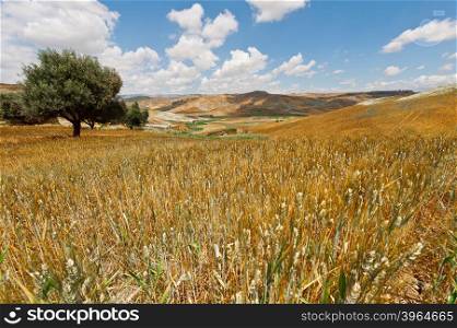 Wheat Fields on the Hills of Sicily