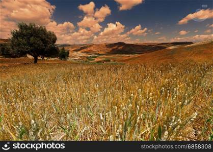 Wheat Fields on the Hills of Sicily at Sunset