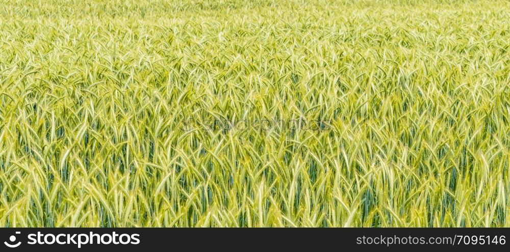 Wheat flied panorama. rural countryside