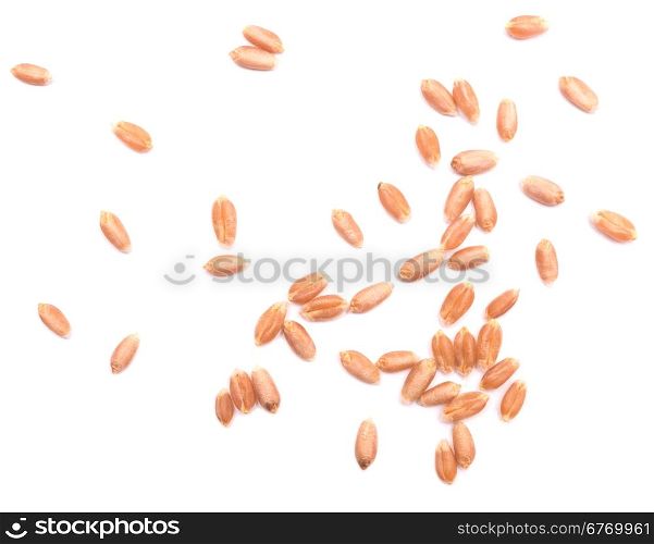wheat grain isolated on white background