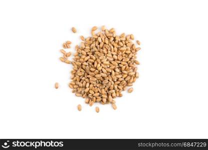 Wheat grain on white. Spelt grain (dinkel wheat) isolated on white background