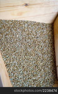 Wheat grains at mill storage. Close up. Good harvest of farmers, big pile of grain. Wheat grains at mill storage. Close up. Good harvest of farmers, big pile of grain