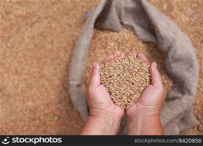 Wheat grains in a hand after good harvest of successful farmer. Hands of farmer puring and sifting wheat grains in a jute sack. agriculture concept. Business man checks the quality of wheat. Wheat grains in a hand after good harvest of successful farmer. Hands of farmer puring and sifting wheat grains in a jute sack. agriculture concept. Business man checks the quality of wheat.