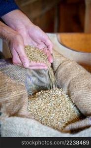 Wheat grains in hands at mill storage. Close up. Good harvest in the hands of farmers, big pile of grain. Wheat grains in hands at mill storage. Close up. Good harvest in the hands, big pile of grain