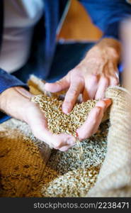 Wheat grains in hands at mill storage. Close up. Good harvest in the hands of farmers, big pile of grain. Wheat grains in hands at mill storage. Close up. Good harvest in the hands, big pile of grain