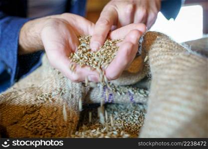 Wheat grains in hands at mill storage. Close up. Good harvest in the hands of farmers, big pile of grain. Wheat grains in hands at mill storage. Close up. Good harvest in the hands, big pile of grain