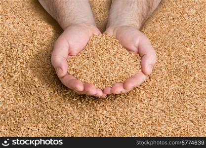 Wheat grains in hands at mill storage with clipping path