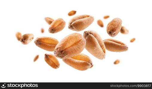 Wheat grains levitate on a white background.. Wheat grains levitate on a white background