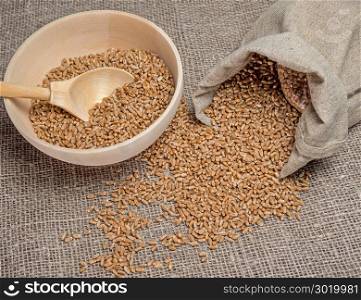 Wheat grains, measuring wooden spoons and a bowl of corn