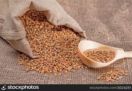 Wheat grains scattered from a bag and a wooden spoon with grains