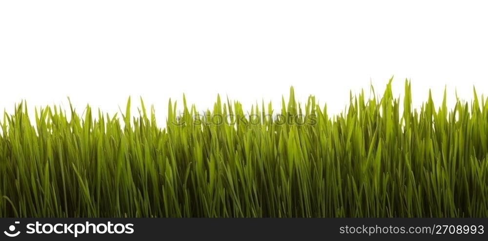 Wheat grass on a white background.