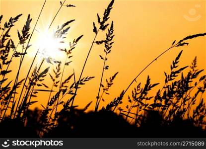Wheat Grass Silhouette at Sunset