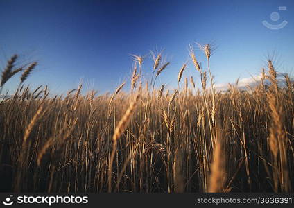 Wheat growing in field