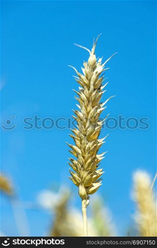 Wheat head with blue sky