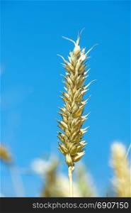 Wheat head with blue sky