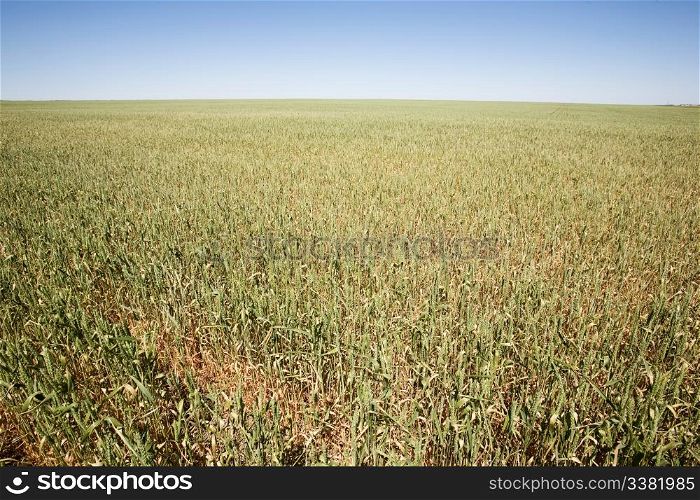 Wheat in a field against a clear blue sky taken from a low vantage point.