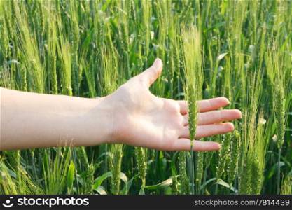 Wheat in a hand against a background of green fields