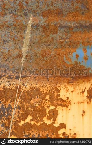 Wheat in front of rusted metal background