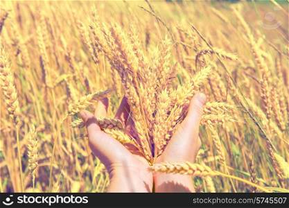 Wheat in the hands. Harvest time, agricultural background